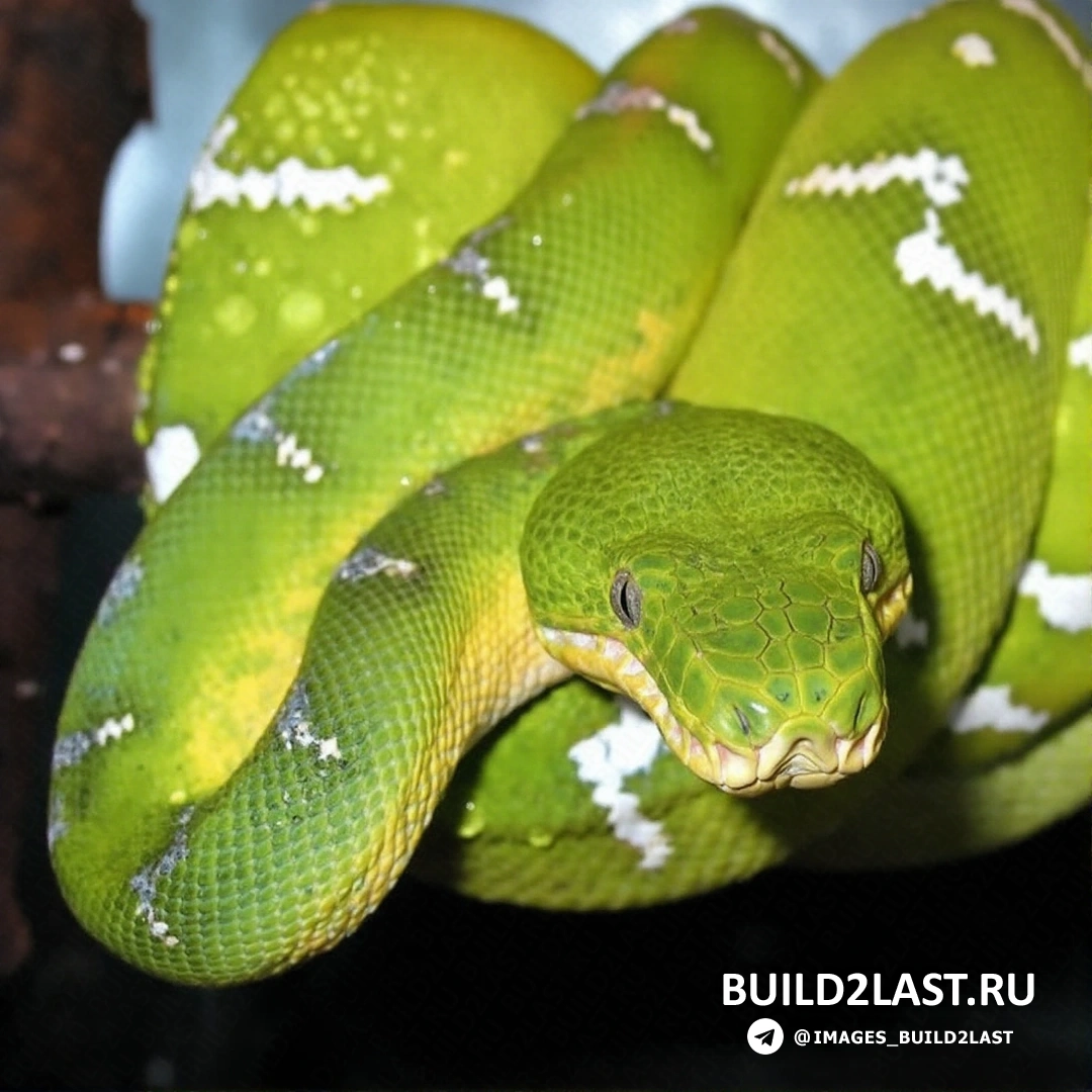 Пейзаж джунглей с собакоголовым удавом, прячущимся в лианах.